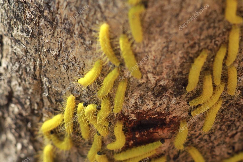 желтая земля. желтые личинки в земле. листья лежат на земле. фото листики лежащего на земле. ковер из осенних листьев.