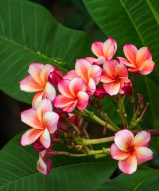 Pembe Plumeria çiçek frangipani tripical