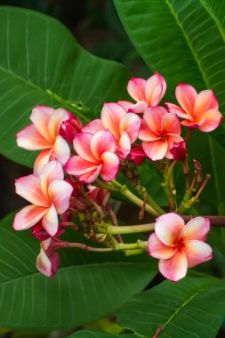 Pembe Plumeria çiçek frangipani tripical