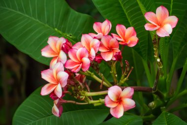 Pembe Plumeria çiçek frangipani tripical