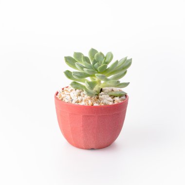 Kaktüs izole beyaz arka plan üzerinde