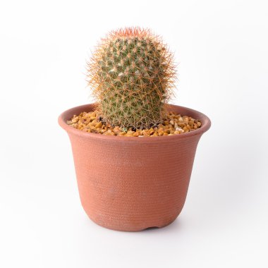 Kaktüs izole beyaz arka plan üzerinde