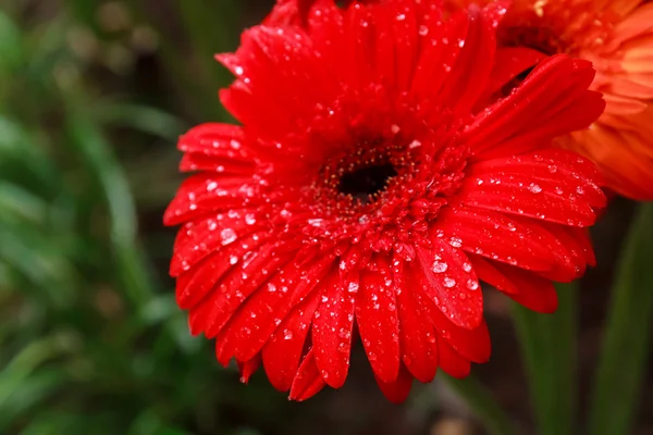 Gota de água na flor de gerberas vermelha fresca — Fotografia de Stock