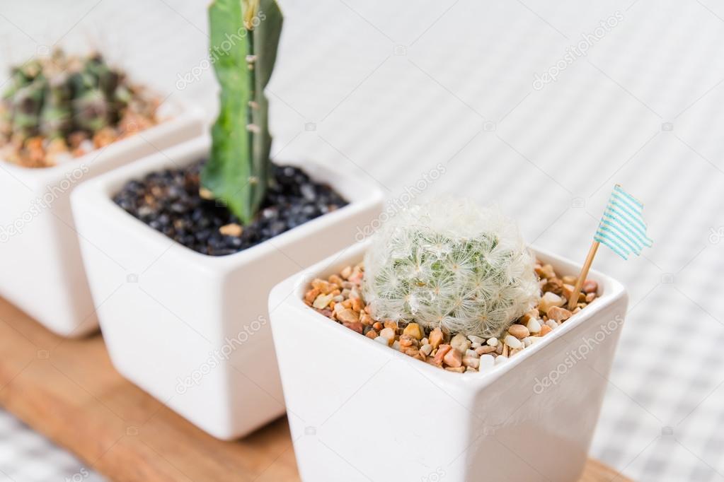 Beautiful Cactus in a cup