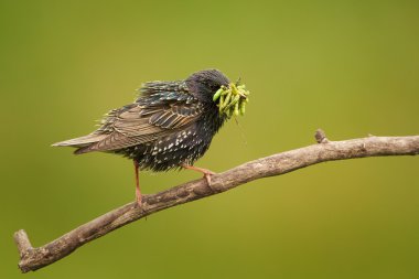 Gaga solucanlar ve tırtıl dolu ile çapraz dal izole o yeşil arka plan, kuş ortak Starling Sturnus vulgaris, benekli tünemiş. Sabit çalışma erkek, civciv besleme. Çek yaban hayatı.