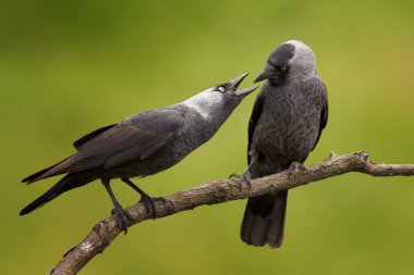 Çiftin siyah ve gri kuşlar karga ailesi, Corvus monedula, Batı küçük karga, çapraz dala tünemiş kapatın. Erkek doğrudan açılan dişinin Gaga, komik sahne bakıyor. Bulanık arka planı yeşil.