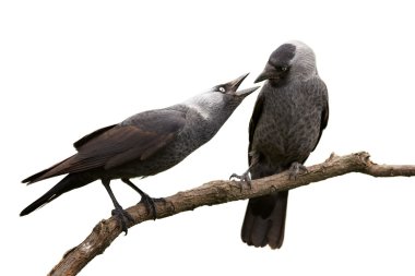 Çiftin siyah ve gri kuşlar karga ailesi, Corvus monedula, Batı küçük karga, çapraz dala tünemiş kapatın. Erkek doğrudan açılan dişinin Gaga, komik sahne bakıyor. Beyaz izole.