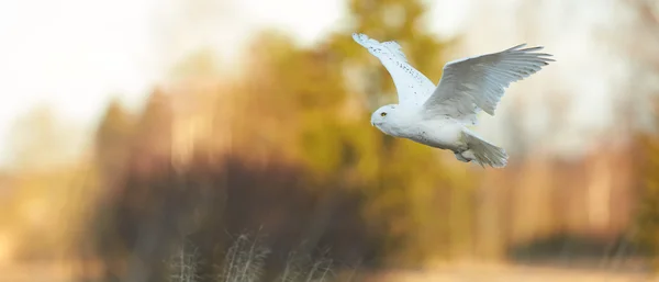 Красивая снежная сова Bubo scandiacus, знаменитая белая сова с черными пятнами и ярко-желтые глаза, летящие в зимней сельской местности освещенные вечерним солнцем, панорамное фото, теплые цвета, размытый фон . — стоковое фото