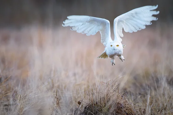 Cerca hermoso búho nevado Bubo scandiacus, búho blanco con manchas negras y ojos amarillos brillantes volando directamente a la cámara sobre el prado de invierno iluminado por el sol de la noche, alas extendidas, fondo borroso . — Foto de Stock