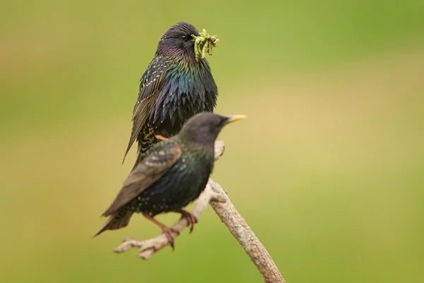 Par svart, färgglada fläckig fåglar vanliga Stare Sturnus vulgaris, uppflugen på diagonal kvist nästa till boet, isolerad på grön bakgrund, med näbben full av maskar och larver. Hårt arbetande föräldrar. — Stockfoto