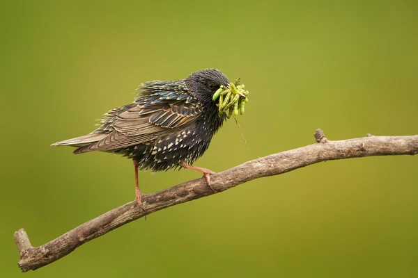 Fondo aislado o verde, pájaro manchado Common Starling Sturnus vulgaris, encaramado en ramita diagonal con pico lleno de gusanos y orugas. Hombre trabajador, alimentando pollitos. Vida silvestre checa . — Foto de Stock