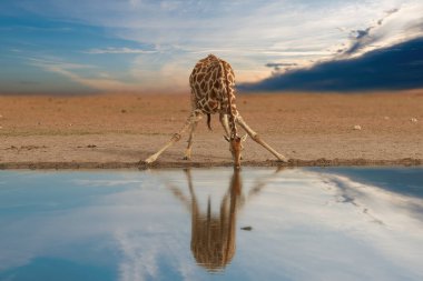 Yalnız Güney Afrika zürafası, zürafa zürafa, dramatik gökyüzüne karşı su birikintisinden su içiyor. Etosha pan, Namibya 'da vahşi yaşam fotoğrafçılığı.