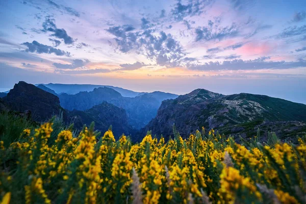 マデイラの郵便はがき 山の最高点から黄色の花や山の風景の上に夕日ピコはアリエイロを行う 山の上に黄昏 ポルトガルのマデイラ島を旅する — ストック写真
