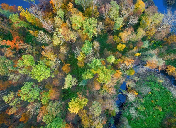 Flygfoto Vertikal Bild Färgglad Höst Låglandsskog Orange Gula Och Gröna — Stockfoto