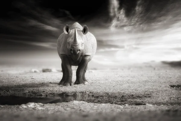 Vintage Noir Blanc Photo Artistique Rhinocéros Noirs Diceros Bicornis Regardant — Photo