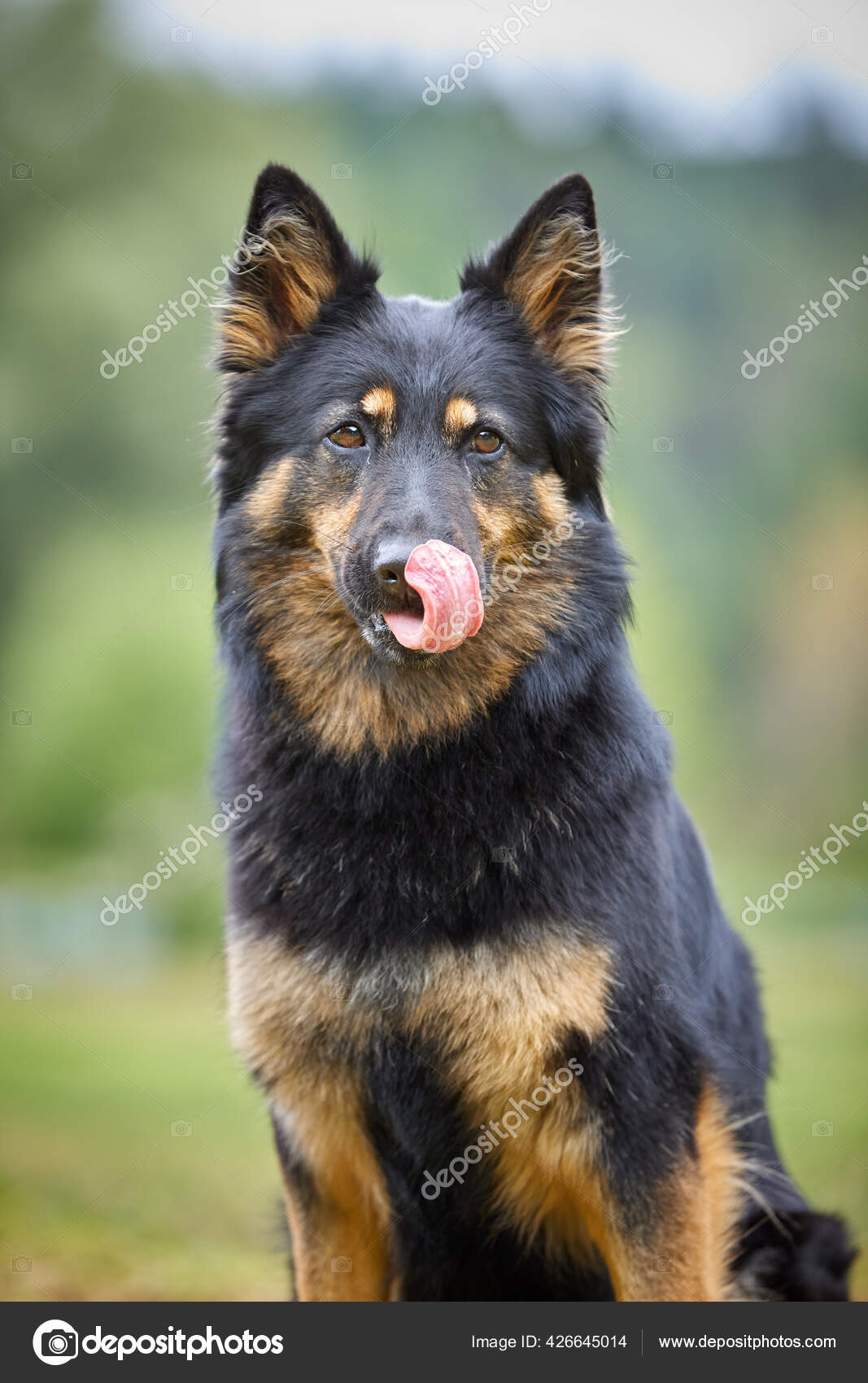 Czechoslovakian Shepherd Puppies