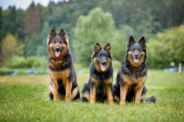 Three Bohemian shepherd dogs, bitches, sitting directly in front of camera, purebred, with typical black and brown color marks. Active, similar to German shepherd, dogs for active duty. Czech republic