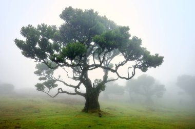 Sisteki Fanal Ormanı. Baskın ağaç, bükülmüş dallar, sisli orman. Gizemli bir atmosferi olan bir yer. Yosun kaplı bir ağaç gövdesi tarafından çerçevelenmiş görüntü. Turizm noktası Fanal, Madeira Adası.