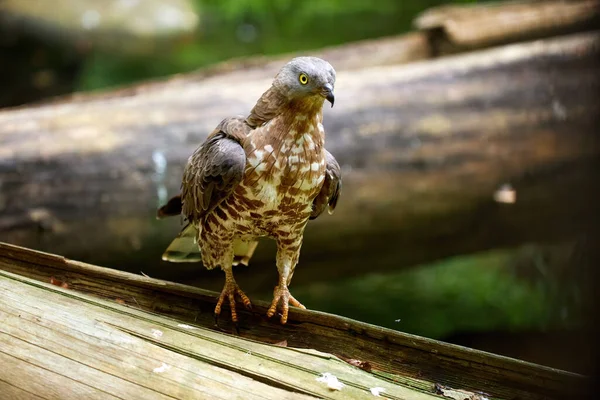 Närbild Europeisk Honungsvråk Pernis Apivorus Flyttfågel Bytesdjur Går Gammal Gran — Stockfoto