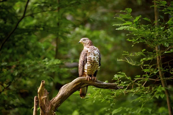 Evropský Medový Krkavec Pernis Apivorus Stěhovavý Dravec Sedící Větvi Izolovaný — Stock fotografie