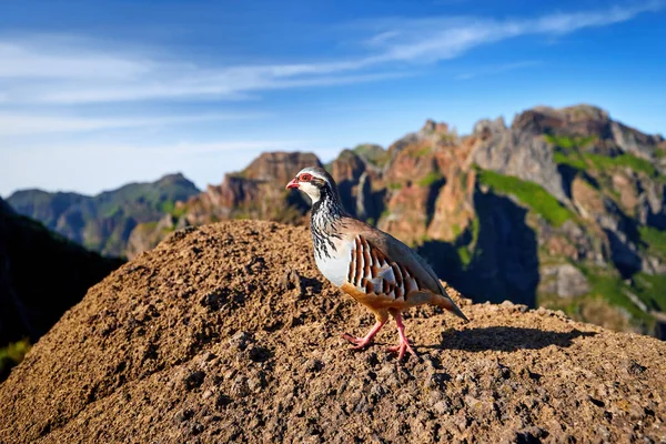 Vida Silvestre Madeira Perdiz Patas Rojas Alectoris Rufa Cerca Pájaro — Foto de Stock