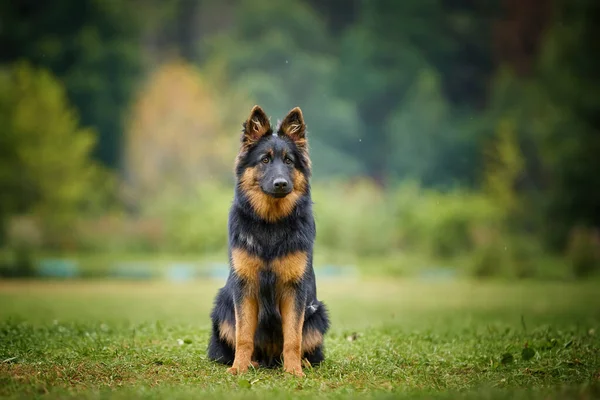 典型的な黒と茶色の色のマークを持つボヘミアン羊飼いの犬 純血種の肖像画 ドイツの羊飼いに似た毛深い犬 チェコ共和国原産の犬の品種 — ストック写真