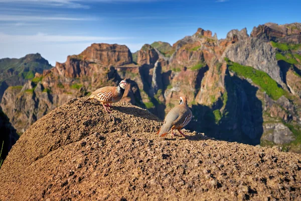 マデイラワイルドライフ 2本の赤い足のパリッジ Alectoris Rufa 閉じると 野生の鳥は オレンジの岩の上に急な山や青空に対して立っている アリエイロ地区 マデイラ島 — ストック写真
