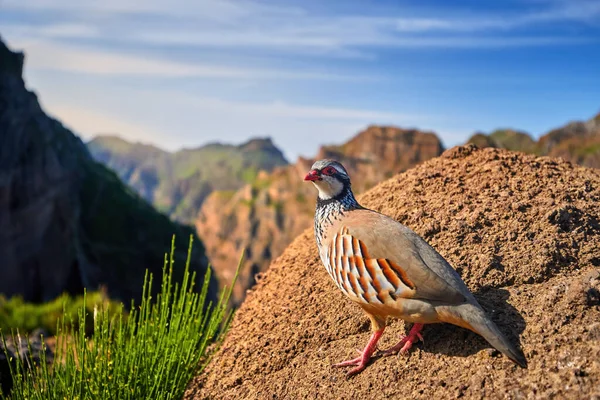 Rothirschhuhn Alectoris Rufa Aus Der Nähe Wilder Vogel Fasanenfamilie Auf — Stockfoto