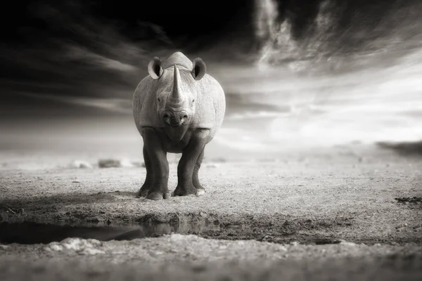 Vintage Black White Artistic Photo Black Rhinoceros Diceros Bicornis Looking — Stock Photo, Image