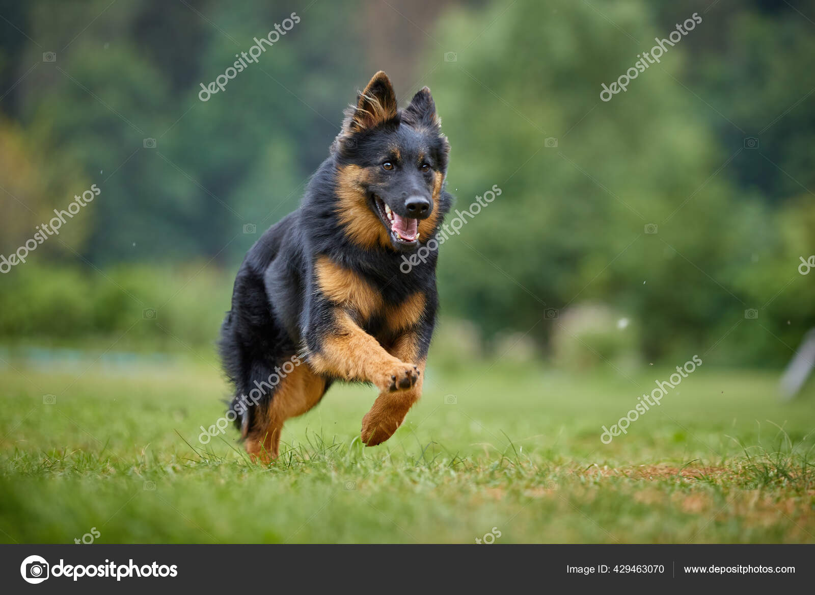 Bohemian shepherd puppies 2025