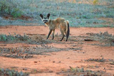 Yarasa kulaklı tilki, Otocyon megaloiti, fotoğrafçıya bakıyor. Sığınağın yanındaki kırmızı zeminde büyük kulaklı tilki. Vahşi hayvan fotoğrafçılığı, Afrika safarisi Tsavo Batı Ulusal Parkı, Kenya.