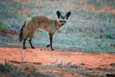 Yarasa kulaklı tilki, Otocyon megaloiti, fotoğrafçıya bakıyor. Sığınağın yanındaki kırmızı zeminde büyük kulaklı tilki. Vahşi hayvan fotoğrafçılığı, Afrika safarisi Tsavo Batı Ulusal Parkı, Kenya.