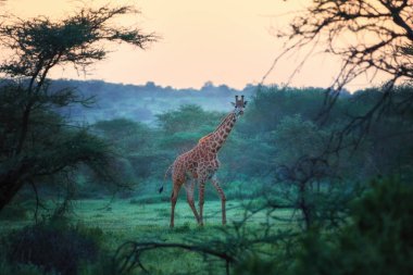 Masai Zürafa, Züraffa Camelopardalis, taze yeşil akasya çalılığında dikilip kameraya bakıyorlar. Kenya Amboseli Milli Parkı 'nda canlı renkler, vahşi yaşam fotoğrafçılığı.
