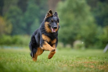 Bohem çoban köpeği, Canis lupus familiaris, aktif görev için safkan köpek, yeşil çimlerde bulanık yeşil orman geçmişine karşı koşuyor. Düşük açılı fotoğraf. Çek Cumhuriyeti 'ne özgü bir köpek türü..