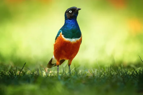 Afrykański Kolorowy Ptak Superb Starling Lamprotornis Superbus Zbliżenie Niski Kąt — Zdjęcie stockowe