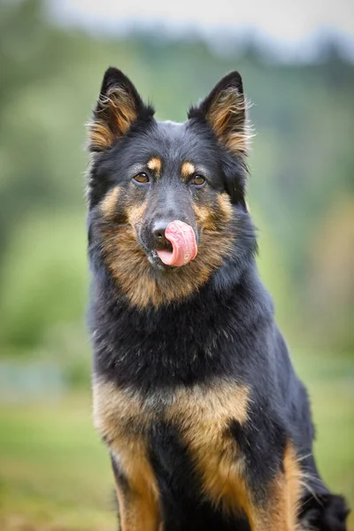 Bohem Çoban Köpeği Portresi Safkan Tipik Siyah Kahverengi Renkli Aktif — Stok fotoğraf