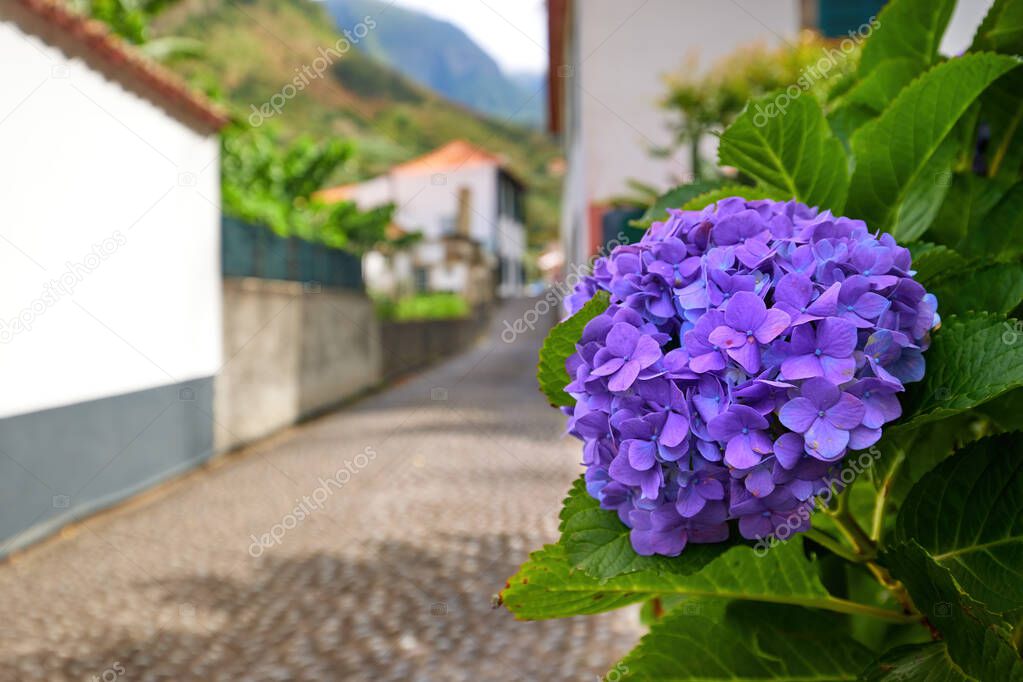 Street lined with blue hydrangea flowers in the historic village of Sao Vicente, Madeira. Holidays in Madeira.