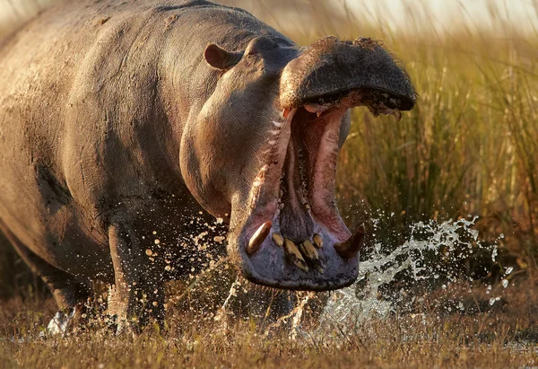Retrato de hipopótamo atacante con la boca abierta desde muy cerca . — Foto de Stock