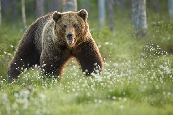 Великий дикий чоловічий коричневий ведмідь дивиться прямо на камеру — стокове фото