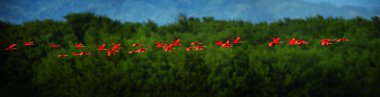 Scarlet Ibis Eudocimus ruber akşam ışığında gece dönen büyük sürüsü.