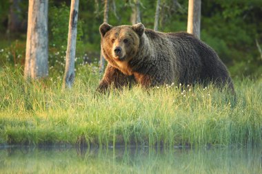 Vahşi büyük erkek boz ayı ursus arctos puslu çiçekli çim