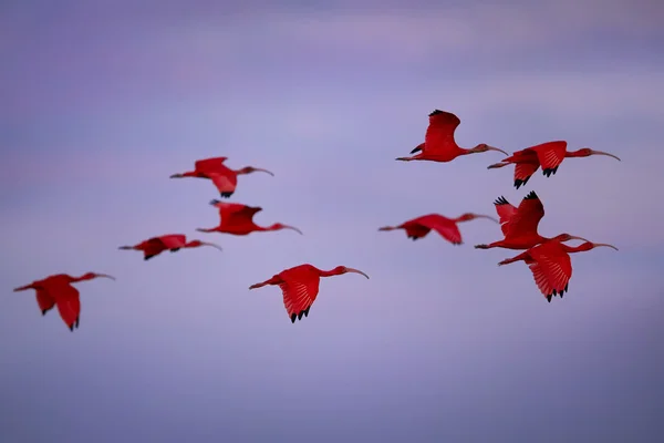 Groep van Scarlet Ibis Eudocimus ruber terugkeren om te overnachting in mauve avondlicht — Stockfoto