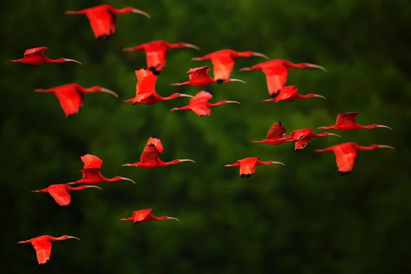 Bir gecede dönen Scarlet Ibis Eudocimus ruber sürüsü