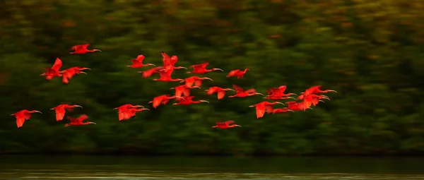 Suuri Scarlet Ibis Eudocimus ruber parvi palaa yöhön iltavalossa . — kuvapankkivalokuva