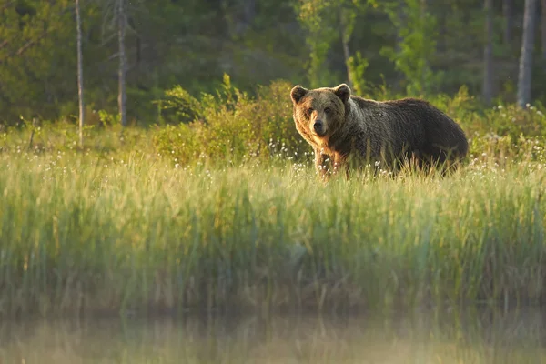 Grote wild mannelijke bruine beer staren rechtstreeks op camera — Stockfoto