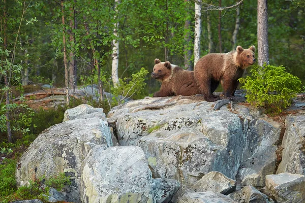 Due cuccioli di orso bruno su rocce in attesa del ritorno della madre orsa — Foto Stock