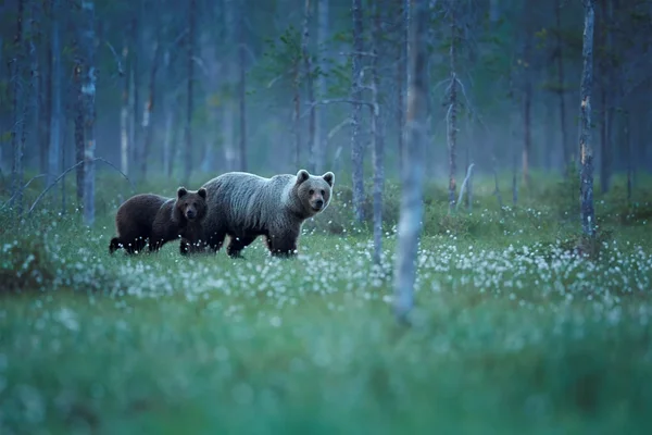 Mamma Björn med cub i skogen artic white natten. — Stockfoto