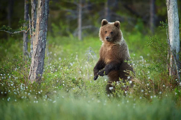 Medve cub állandó virágzó fűben — Stock Fotó