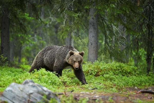 Wild vrouwelijke bruine beer in diepe groene Europese bossen op zoek naar prooi — Stockfoto