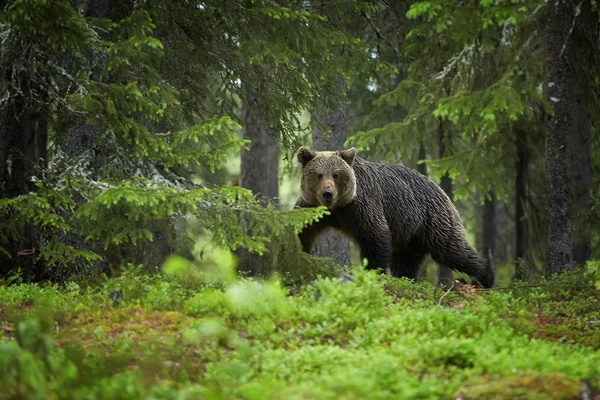 Urso marrom fêmea selvagem na floresta europeia verde profunda — Fotografia de Stock